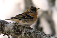 Brambling
